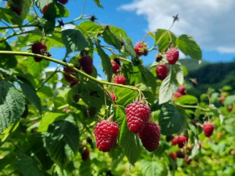 17 6 25 Maline 3 - Foto_Eko straza