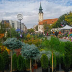 festivaql